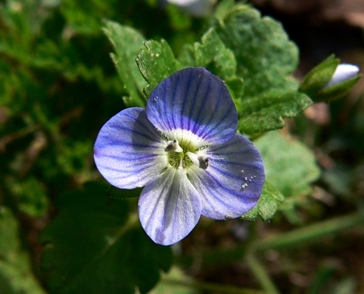 {Veronica persica}